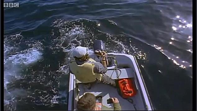 دنیای حیوانات - غذا خوردن کوسه سفید بزرگ - Great White shark feeding زمان296ثانیه