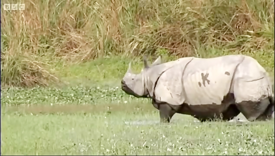 دنیای حیوانات - دیدار با کرگدن وحشی هندی - Phil Tufnell meets wild Indian Rhino زمان122ثانیه