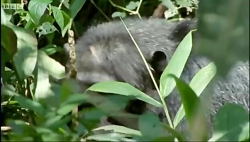 دنیای حیوانات  شکارچیان شامپان...