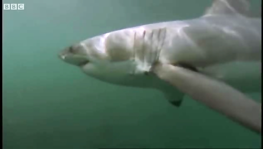 دنیای حیوانات - حمله بزرگ کوسه سفید شکارچی - Great White Shark ATTACK Predators زمان247ثانیه
