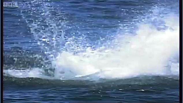 دنیای حیوانات - حمله بزرگ کوسه سفید شکارچی - Great White Shark ATTACK Predators زمان247ثانیه
