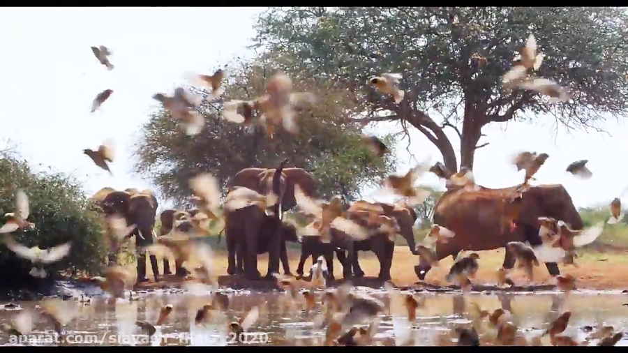 تریلر مستند زیبا خانوادگی و ماجرایی حیوانات The.Elephant.Queen.2019 زمان100ثانیه