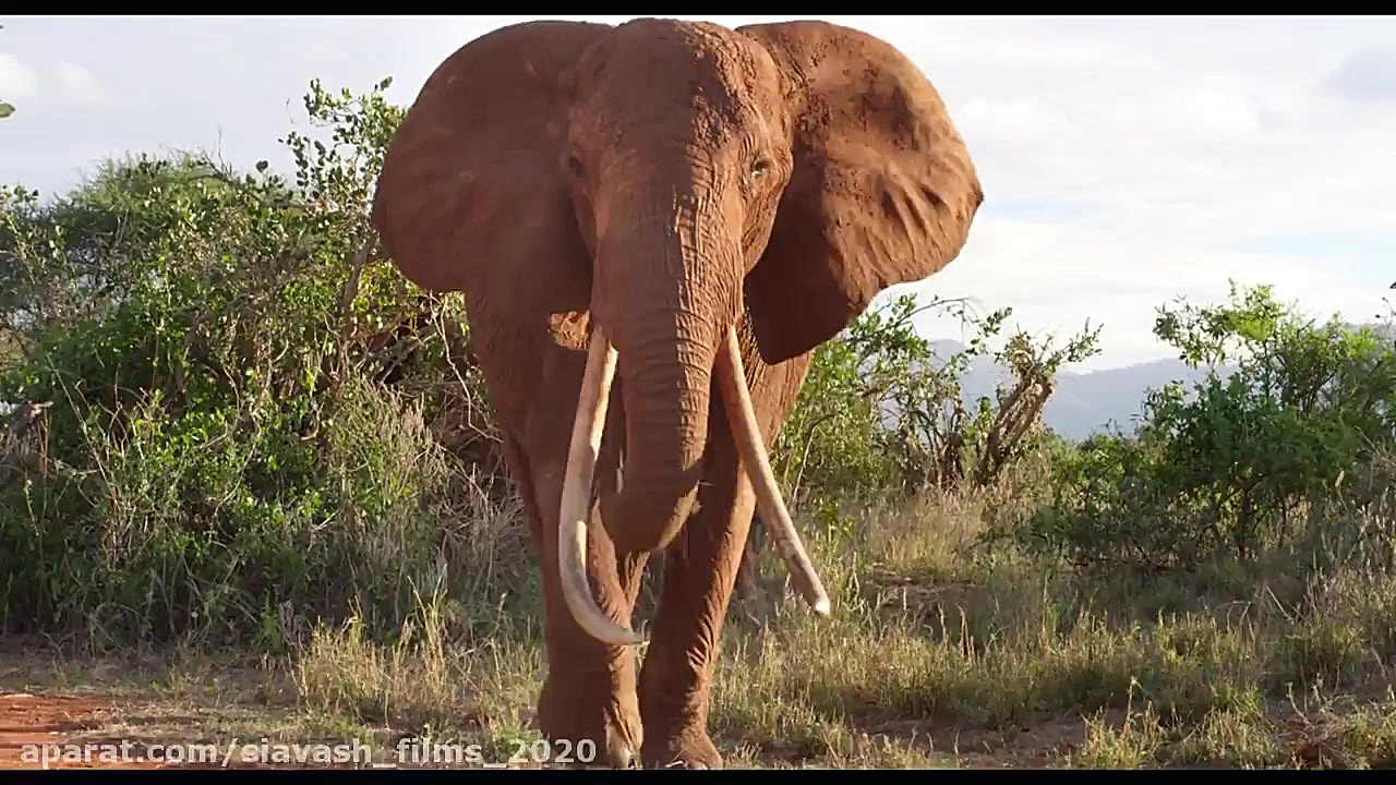 تریلر مستند زیبا خانوادگی و ماجرایی حیوانات The.Elephant.Queen.2019 زمان100ثانیه