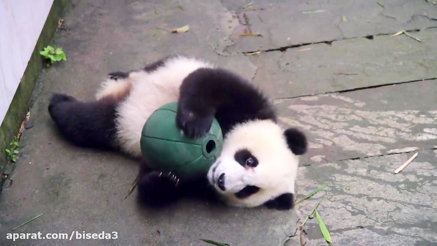 مستند Pandas: The Journey Home 2014 با دوبله فارسی زمان2160ثانیه
