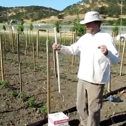 مدیریت کاشت گوجه فرنگی به شیوه...