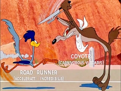 Coyote and the Road Runner full episodes free download