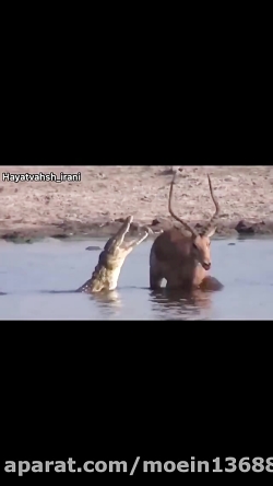 گوزن بیچاره که بین دوراهی مرگ...