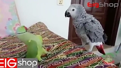 ویدیو بسیار زیبا از دعوا طوطی با کاسکو
