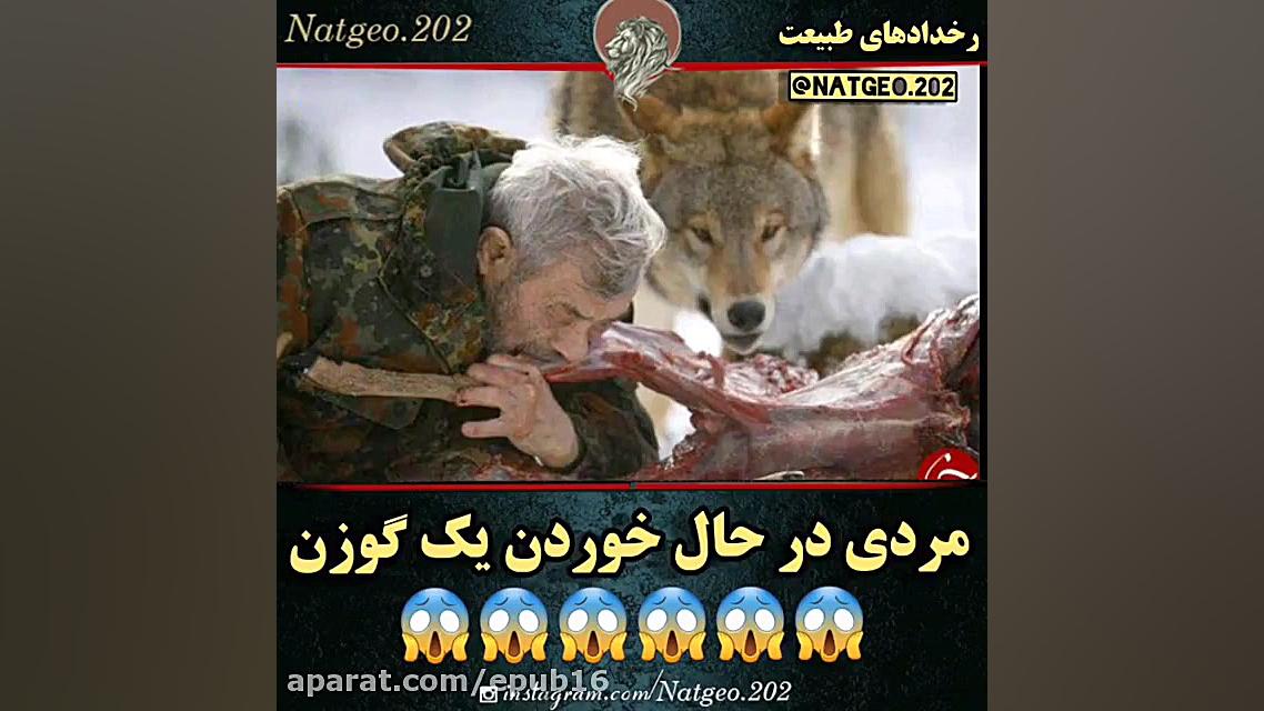 مردی که گوزن را خام خام با گرگ هایش می خورد زمان14ثانیه
