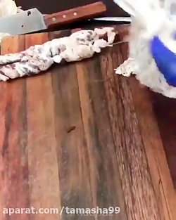 کلیپ دیدنی و جالب 646