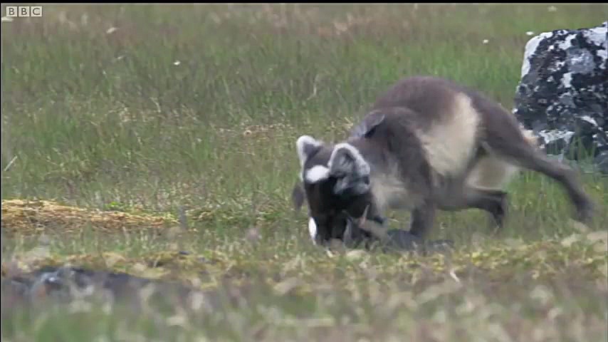 دنیای حیوانات - جشن روباه با شکار پرنده بزرگ - Fox Feasts on Baby Guillemots زمان251ثانیه