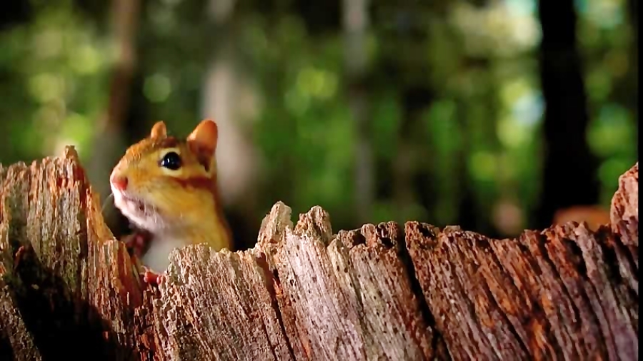 دنیای حیوانات - مستند غول های کوچک - Tiny Giants Trailer زمان110ثانیه