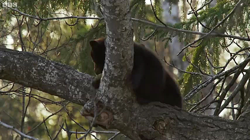 دنیای حیوانات - بالا رفتن توله خرس سیاه از درخت - Black Bear Cubs Down Tree زمان253ثانیه
