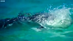 مرغ ماهی خوار دیدید ولی ماهی پ...