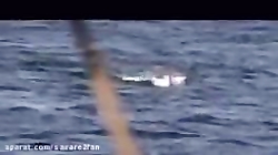 کوسه ی سفید در برابر نهنگ قاتل