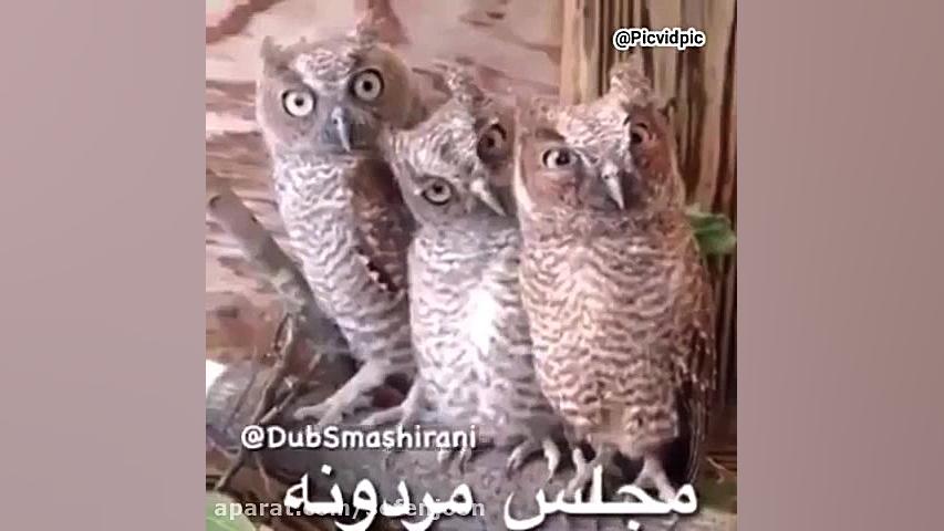 تفاوت مجالس مردانه با زنانه لبرون جیمز