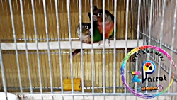 جفتگیری گرینچیک های یلوساید سا...