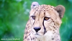 10 تا از سریعترین حیوانات در د...