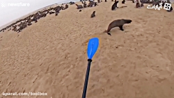 فقط ببینید بی فکری ما چه بلایی...