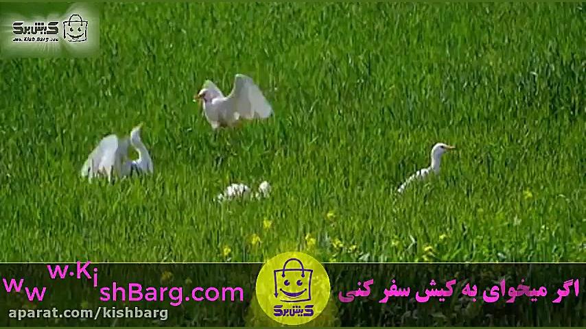 پوستر بزرگ