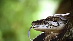 فیل ها برای نجات کودک با تمساح...