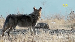 اسرار حیات وحش ایران  گرگیان