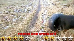 کلیپ حیوانات  Bull Terrier VS...