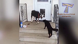 سری جدید خنده دار Funny ANIMAL...