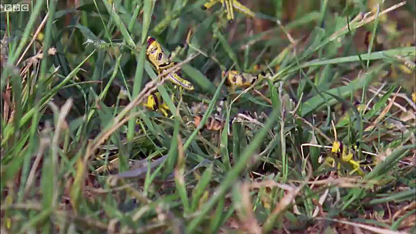 دنیای حیوانات - گله ملخ ها در مسیر خود همه چیز را می خورند - Swarm Of Locusts زمان224ثانیه