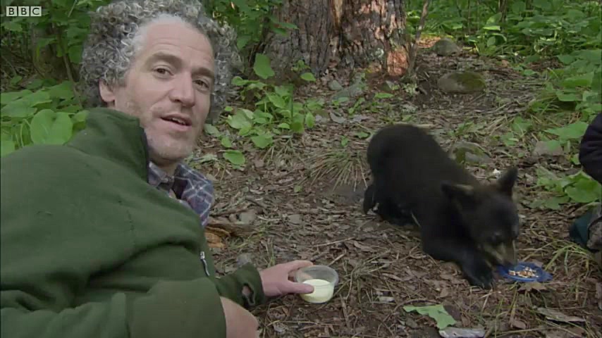 دنیای حیوانات - نمایش غریزه بقا در توله خرس سیاه - Black Bear cub shows survival زمان179ثانیه