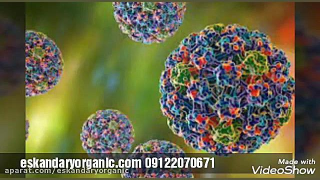 درمان بیماری اچ پی وی(HPV) زگیل ناحیه تناسلی در طب سنتی حکیم اسکندری احمدرضا عابدزاده