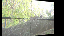 شکار سنجاب با تفنگ بادی دوربین...