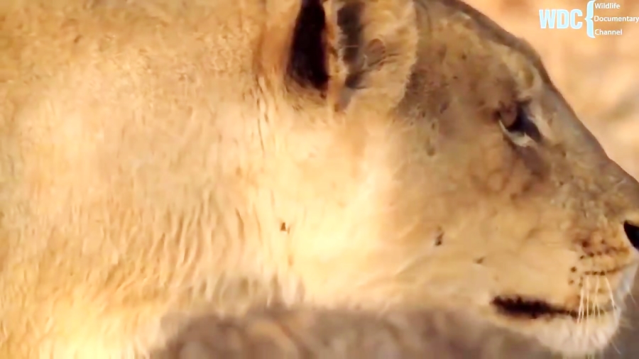 حیات وحش آفریقا (مستند 2018)