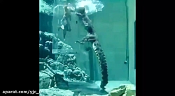 بازدید دلهره آور از استخر تمسا...