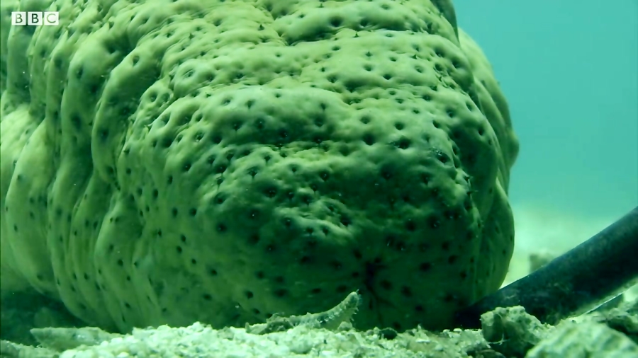 دنیای حیوانات خیار دریایی و موجود عجیب Pearlfish's a Sea Cucumber