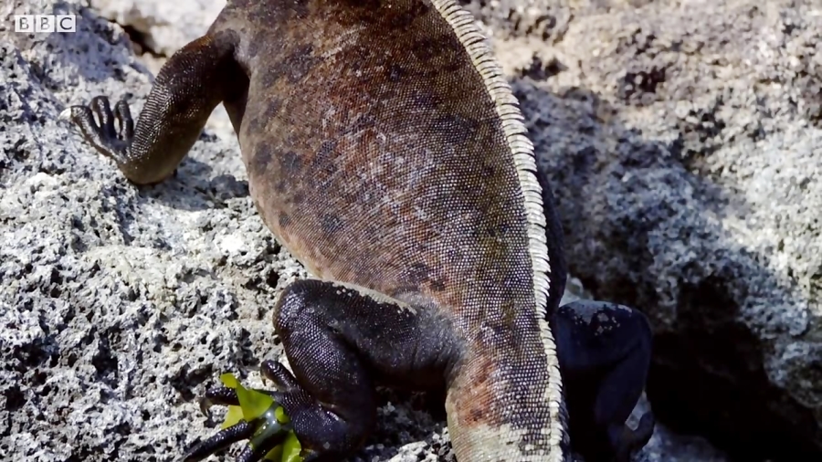 دنیای حیوانات - زنده ماندن ایگوانای دریایی در تغییرات جوی - Iguanas Surviving زمان250ثانیه