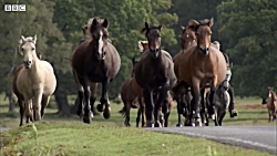 دنیای حیوانات - گله اسب ها در...