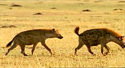 مستند زیبای حیات وحش محافظان س...