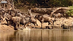 دنیای حیوانات - کروکودیل غافلگ...