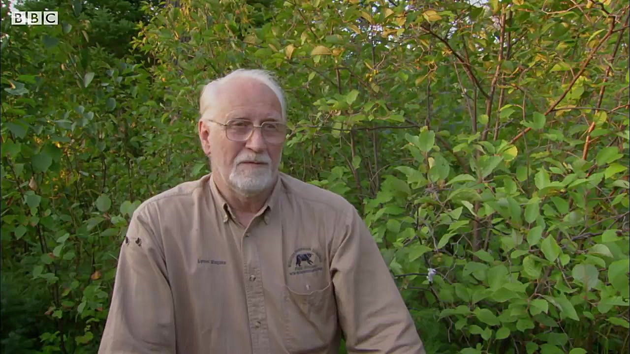 دنیای حیوانات - کشته شدن غم انگیز خرس سیاه توسط شکارچی - Black Bear Killed زمان189ثانیه