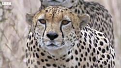 دنیای حیوانات - برترین حیوانات...