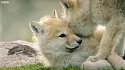 دنیای حیوانات - زیباترین و بام...