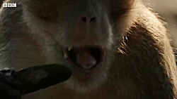 دنیای حیوانات - 5 تا از حیله گ...