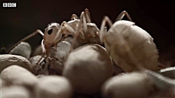 دنیای حیوانات - امپراطوری مورچ...