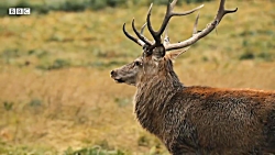 دنیای حیوانات  فوک دریایی خواب...