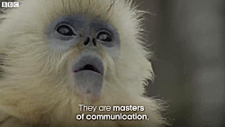 دنیای حیوانات  میمون پوست آبی...