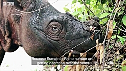 دنیای حیوانات - انقراض کوچک تر...