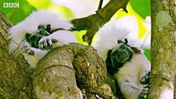 دنیای حیوانات - انقراض میمون ه...