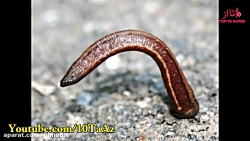 چرا زالو درمانی؟ Top 10 Farsi