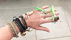 نگه داشتن حشرات مختلف روی دست